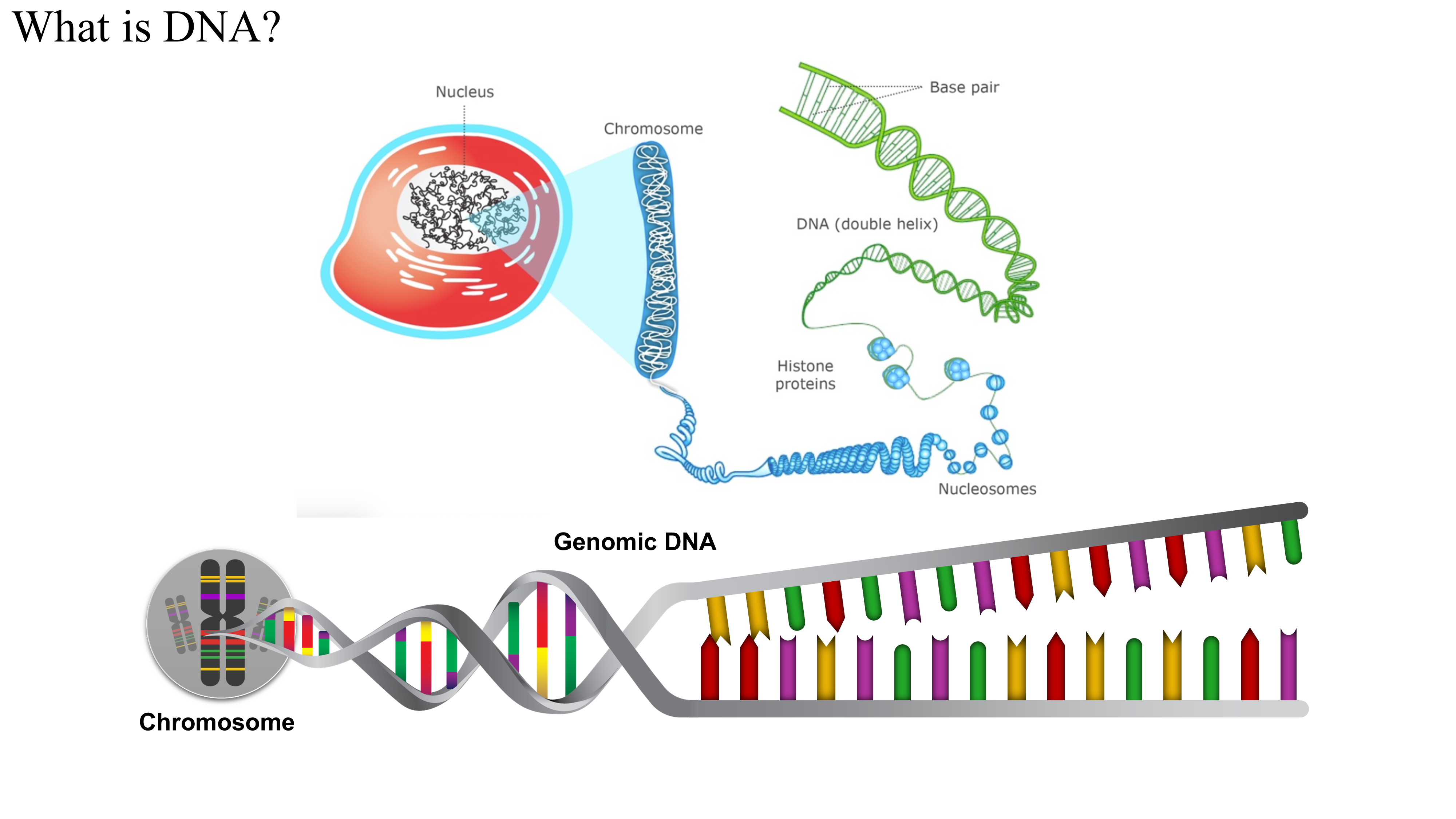Diagram showing DNA structure from chromosome in nucleus to genomic DNA double helix with base pairs and histone proteins.