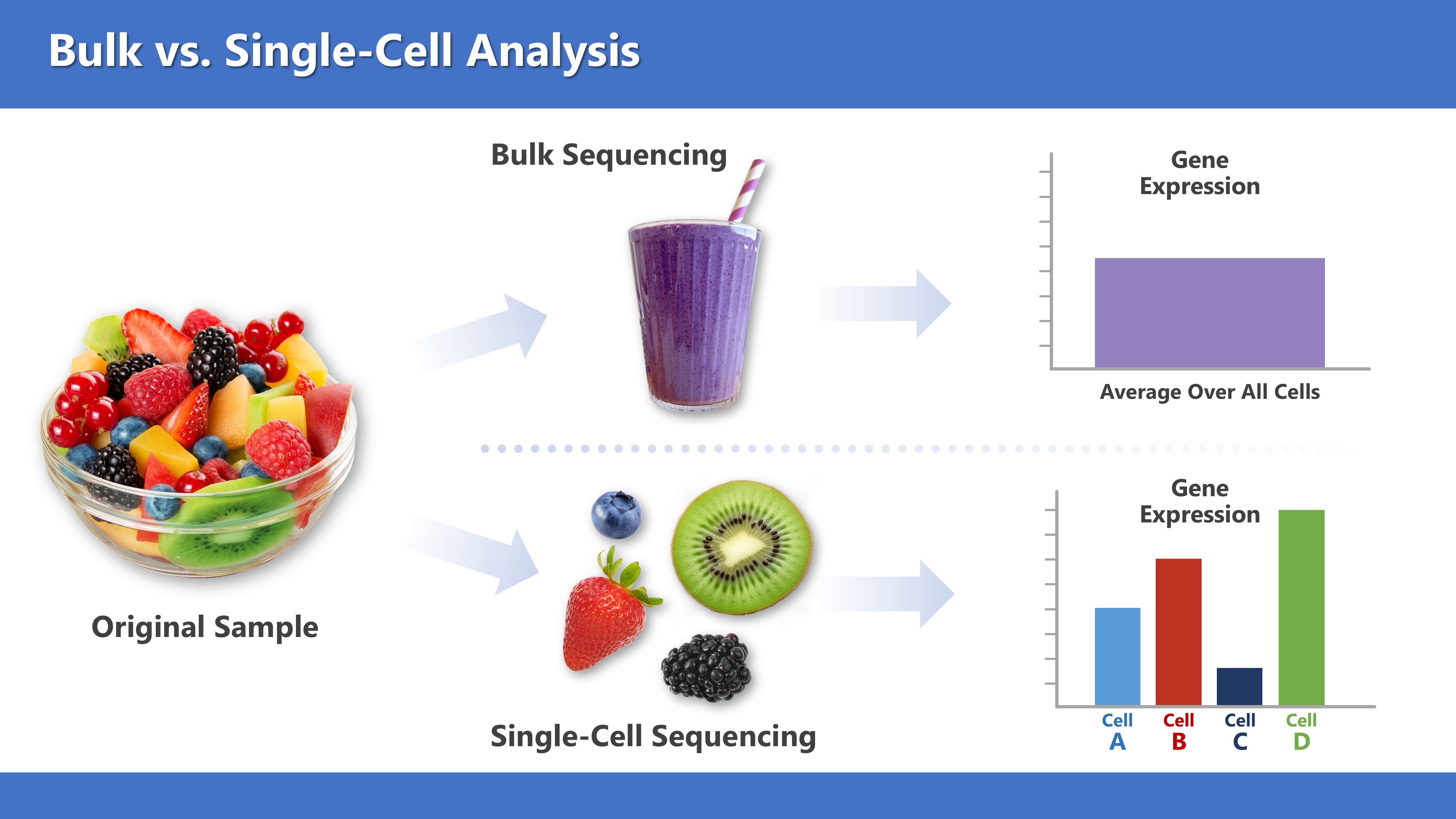 A body with a cell, nucleus, chromosome, and labeled DNA