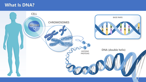 A body with a cell, nucleus, chromosome, and labeled DNA