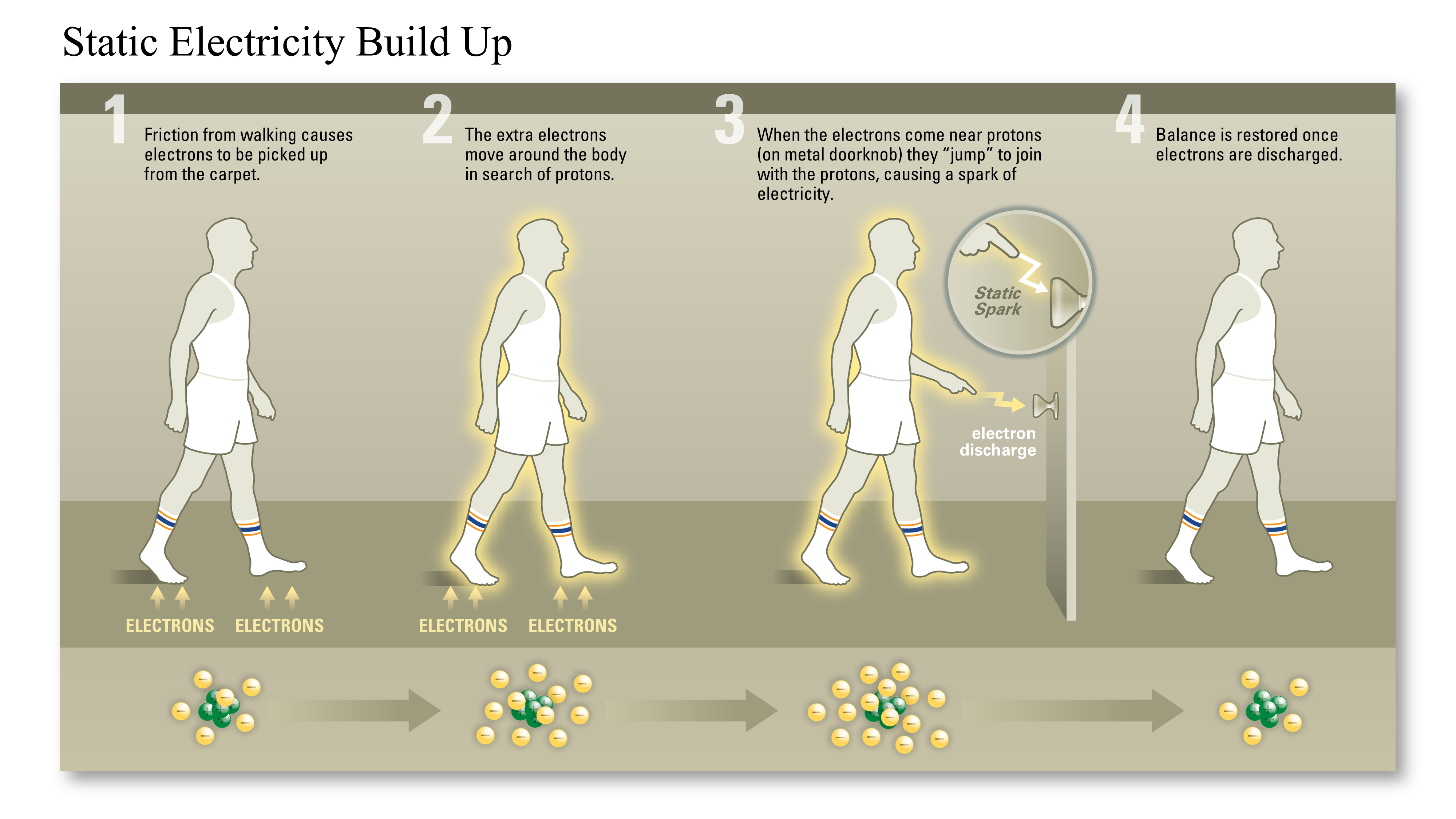 A body with a cell, nucleus, chromosome, and labeled DNA